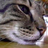 えじょねこ's avatar